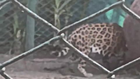 real jaguar in indian zoo #animal #jaguar