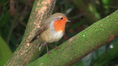 Wild Animal Redbreast Robin Bird