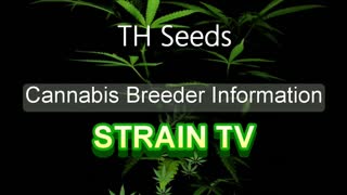 TH Seeds - Cannabis Strain Series - STRAIN TV