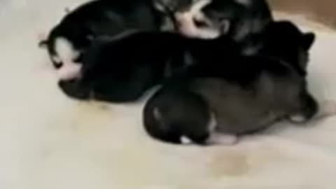 Mother Feeds Cutest Hungry Puppies