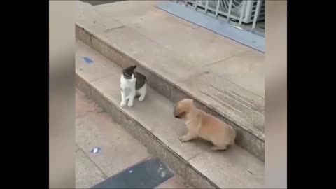 Cat VS Dog Funny Animal