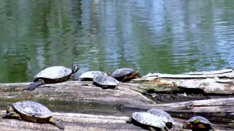 Over 92,000 turtles hatch on Brazilian beach