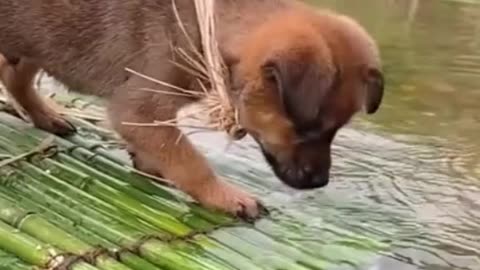 Little Baby Dog Finds Fish for Dinner