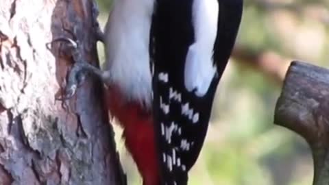 A quiet big-spotted woodpecker eats ants to discover nature