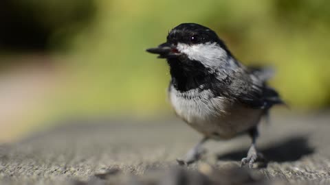 طائر جميل ياكل