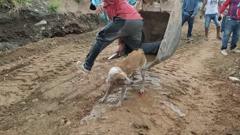 Construction Crew Rescues Dog From Irrigation Canal