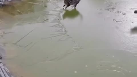 Watch as a Brave Rescuer Saves a Cat from Drowning"