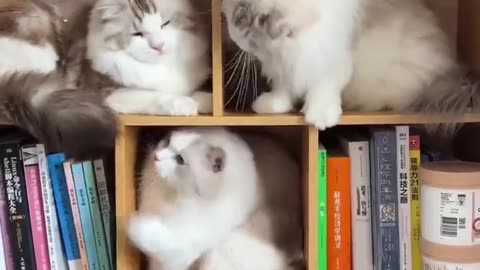 Adorable fighting between kittens | funny animal prank |