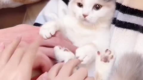 VERY CUTE CATS VIDEOS😻😻😻