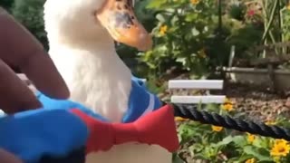 Donald Duck in real life