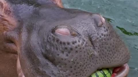 hippo