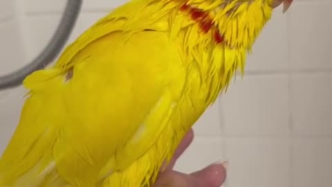 Birds videos/ funny talking parrots video / yellow ring neck parrots
