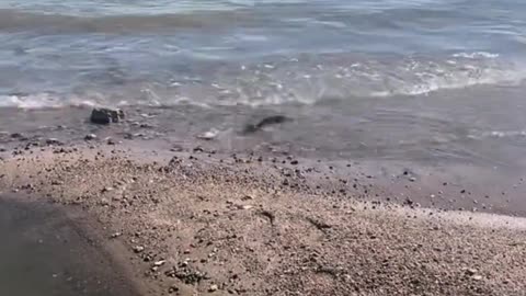 How did the fish go from the pit to the sea? very rare video