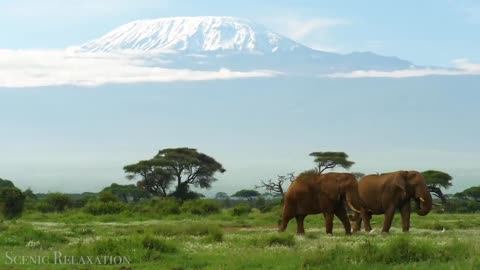 African Safari