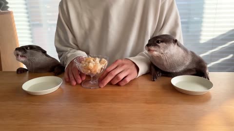 PET Otters Super Excited for Huge Salmon DINNER!