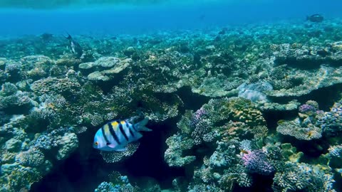 Brightly coloured tropical fish swims up close to camera on a reef