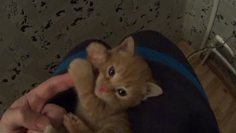 Cutest Kitten Ever Cleaning Itself