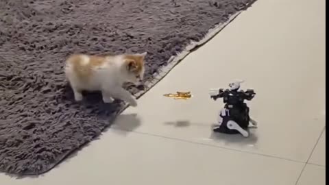 Cat vs Robot