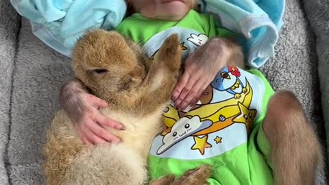 Unexpected Besties Bunny and Monkey Cuddle Time!