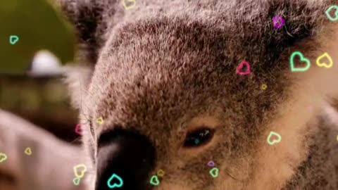 Sweet koala eats peacefully ! ! ! 💗💗💗