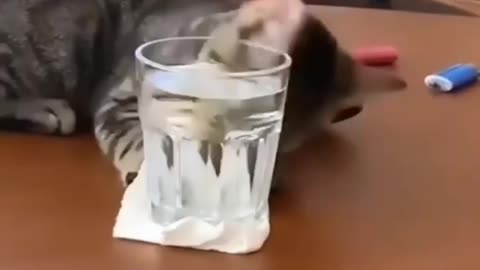 Naughty cat drop glass of water 💧