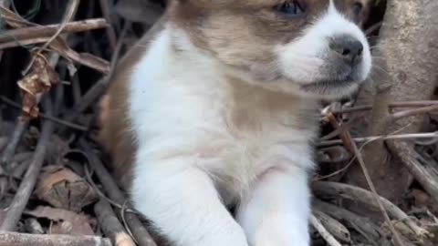 Cute and Funny Puppies Video That Will Make You Smile. #puppies #funny #puppy #dogs #puppies