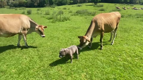 Staffordshire bull terrier playing