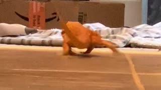 Lizard Slips on the Floor