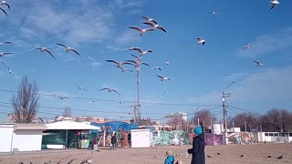 Feeding seagulls in winter