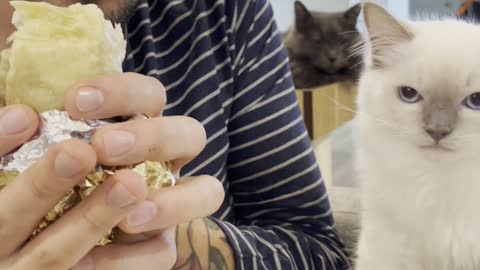 Cat Can't Contain Craving for Burrito