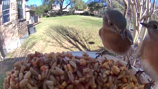 Three Eastern Bluebirds Breakfast & Chirp