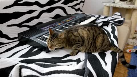 Cat is Playing on Synthesizer (Piano)