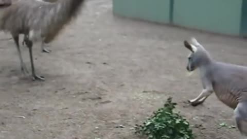 kangaroo vs australian emu