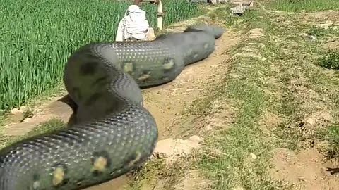 Anaconda Snake Chasing Boy video 🐍 #Shorts