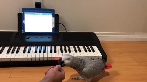 Incredibly talented parrot learns how to play Beethoven