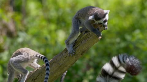 Lemur Ape Couple ,Funny Animal