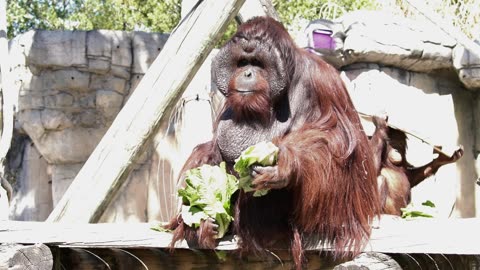 Orangutans Get an Afternoon Snack