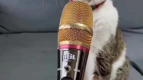 #funny #cat #voice #shorts #shortvideo #trending#animals
