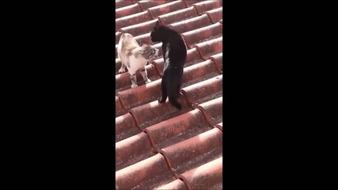 Funny animal videos_fumny cats/dogs.