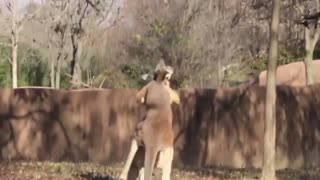kangaroo fight kangaroo vs kangaroo boxing Short Video compilation