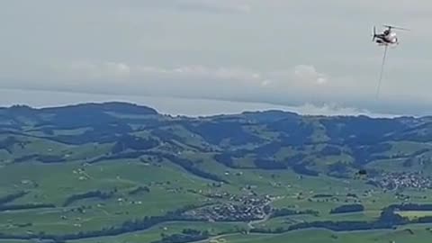 A cow flying to the vet in Switzerland