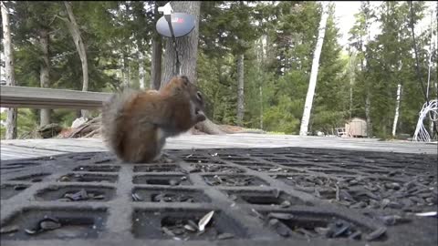 Squirrel Fight