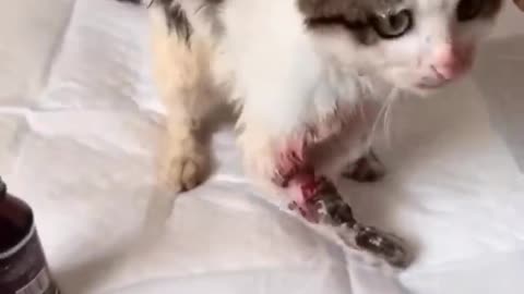 Cat got injured