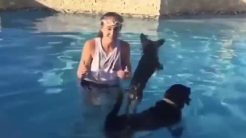 The Big Dog Help Small Dog for Surf the Pool easily