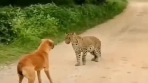 Dog explaining why not to be eaten by the tiger