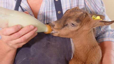 goat farm. the farmer holds a goat in his arms and feeds milk from a bottle. goat drinks milk from a