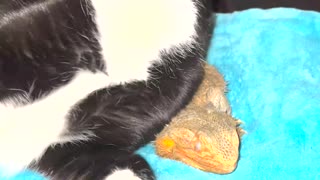 Cat Rubbing Against Bearded Dragon