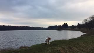 Singing Spaniel