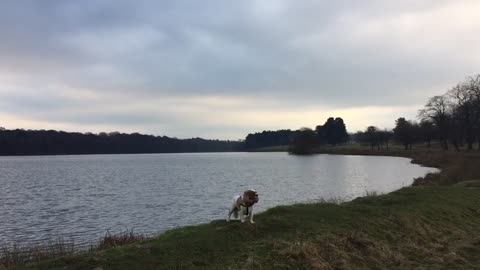 Singing Spaniel