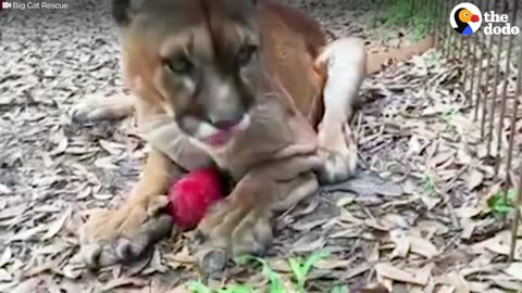Rescued Big Cats Eating Giant Popsicles